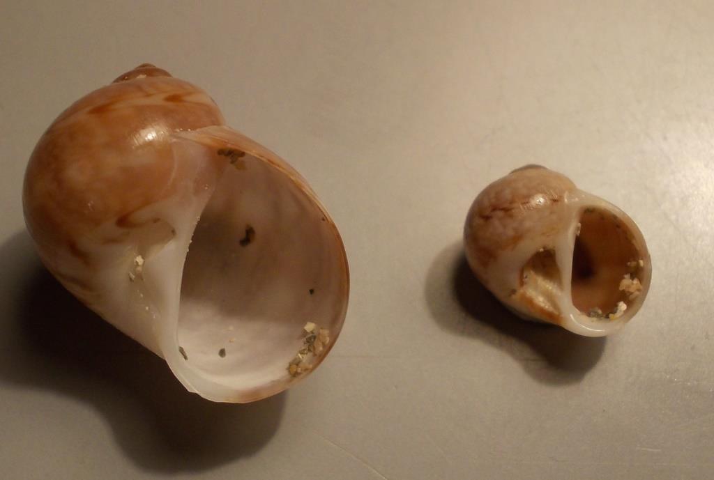 Naticidae da classificare.